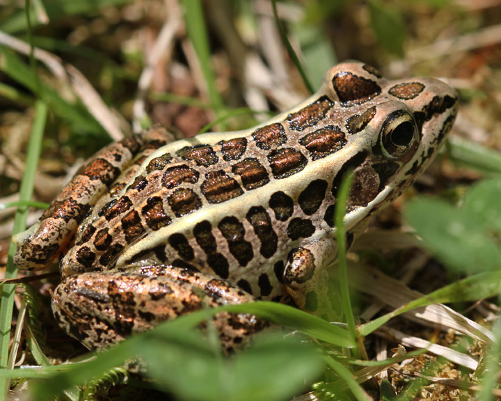 <p>Pickerel frog</p>