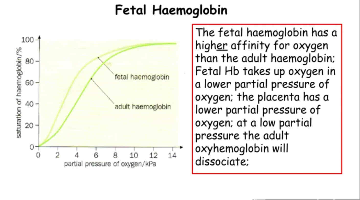 <p>Fetal haemoglobin -shifts to the left and has a higher affinity than adult haemoglobin allowing oxygen to move from maternal blood (higher level of oxygen) to foetus blood (low level of oxygen) at the placenta. </p>