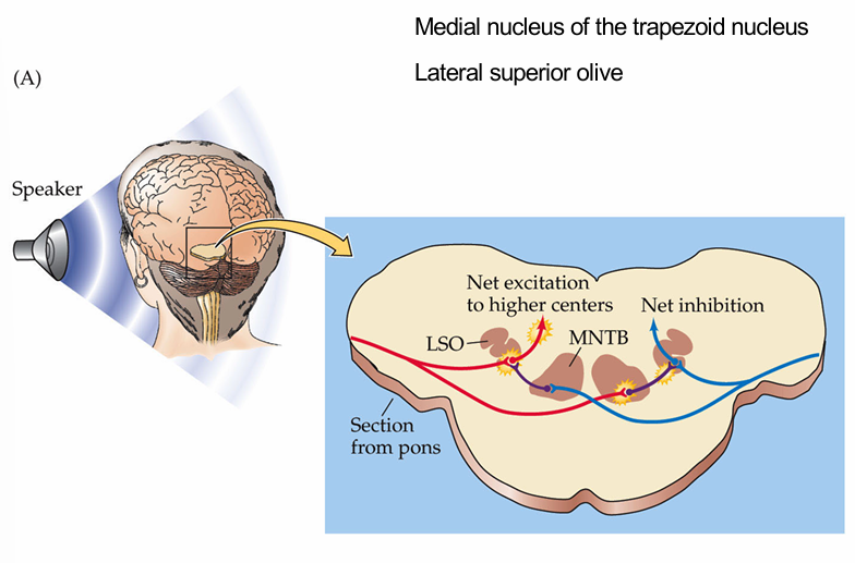 <p>Medial nucleus of the trapezoid nucleus (MNTB)</p><p>lateral superior olive (LSO)</p>
