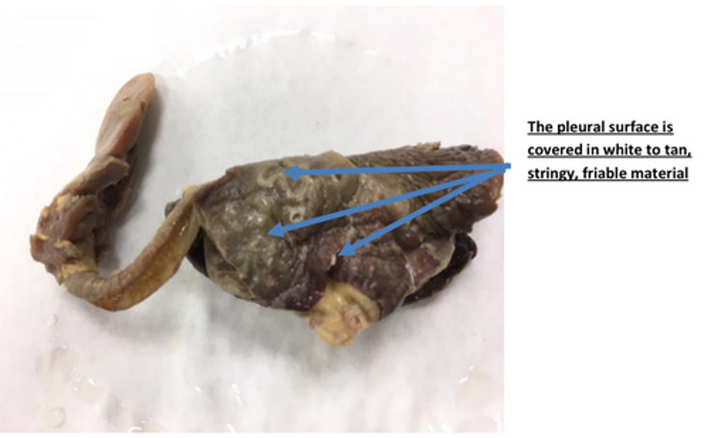 <p>The pleural space in this cat was filled with fibrinopurulent fluid. Fibrinopurulent fluid</p><p>consists of fibrin and neutrophils. What is the medical term used to describe a</p><p>pleural space that is filled with this purulent fluid?</p>