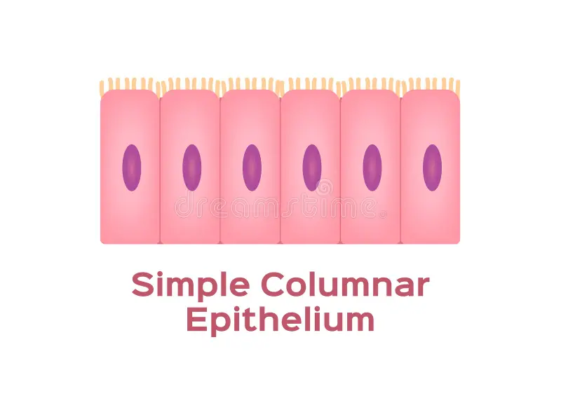 <p>location and function of simple columnar epithelial cells</p>