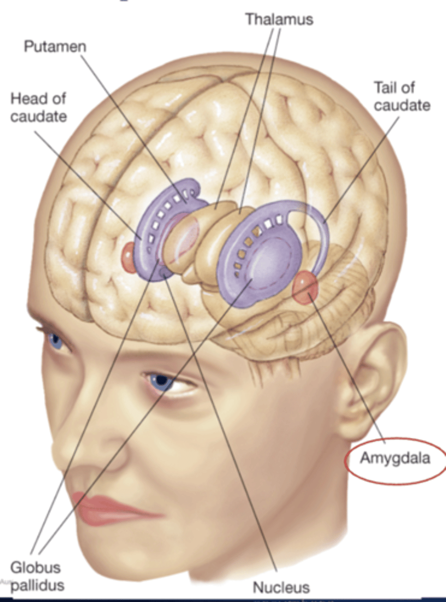 <p>regulates movement.</p><p>Structures include amygdala (again); the caudate &amp; putamen(collectively called the striatum), &amp; the globus pallidus</p>