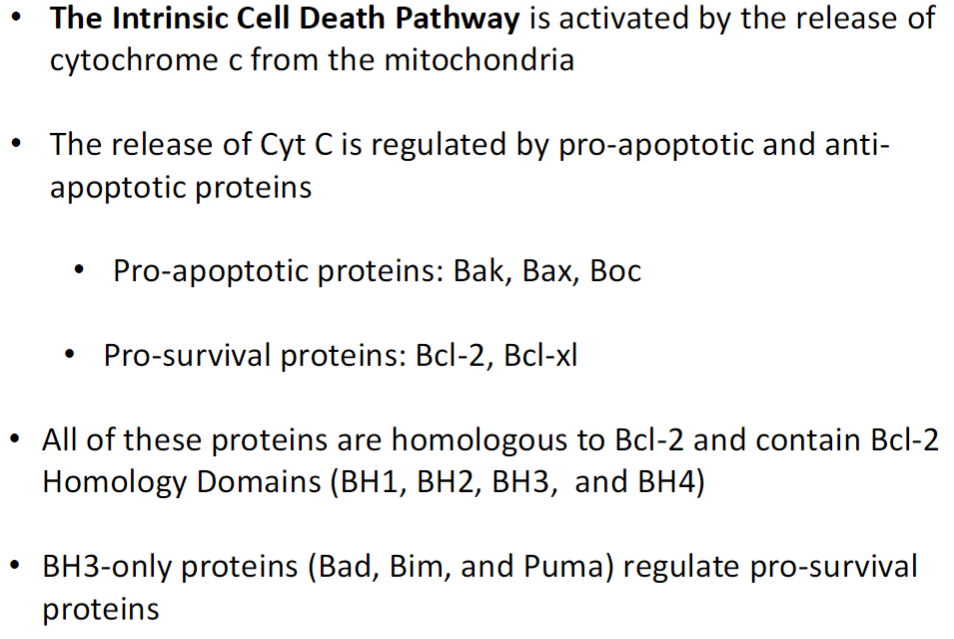 <p><strong>Activation</strong><br> Triggered by release of cytochrome c (Cyt C) from mitochondria</p><p><strong>Regulation by Bcl-2 Family Proteins</strong><br> Pro-apoptotic proteins: Bak, Bax, Boc (promote Cyt C release)<br> Pro-survival proteins: Bcl-2, Bcl-xl (prevent Cyt C release)<br> All share Bcl-2 Homology (BH) domains: BH1, BH2, BH3, BH4</p><p><strong>BH3-Only Proteins</strong><br> Bad, Bim, Puma<br> Regulate pro-survival proteins by inhibiting them, tipping balance toward apoptosis</p>