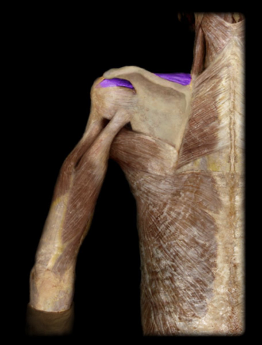 <p>origin: supraspinous fossa of scapula.<br>insertion: greater tubercle of humerus.<br>action: aids deltoid in abduction of arm; supports humeral head when carrying weight.</p>