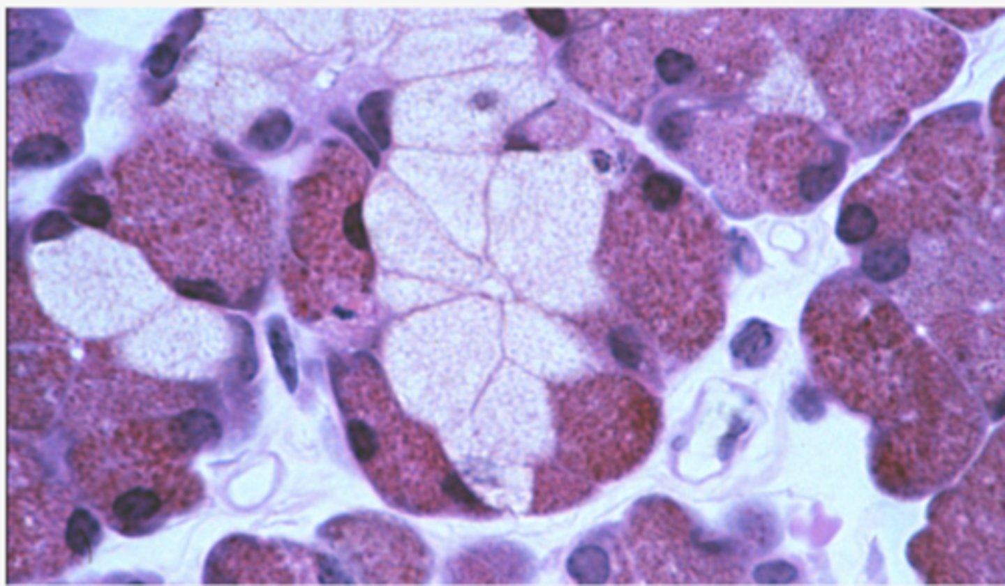 <p>Identify the gland</p>