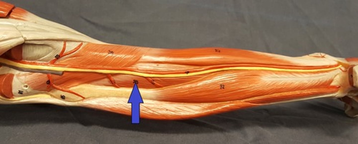 <p>Seen after removing the gastrocnemius between the flexor hallucis longus m. and the flexor digitorum longus m.</p>