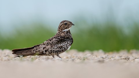 <p>Common Nighthawk</p>