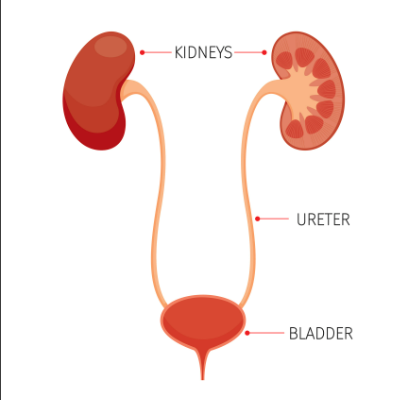 <p>Tubes that carry pee from your kidneys to your bladder.</p>