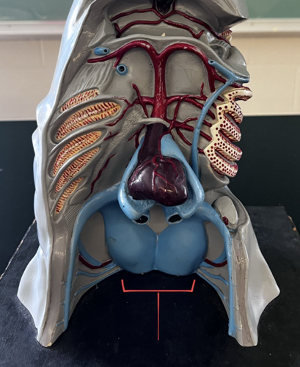 <p>what is this?</p>