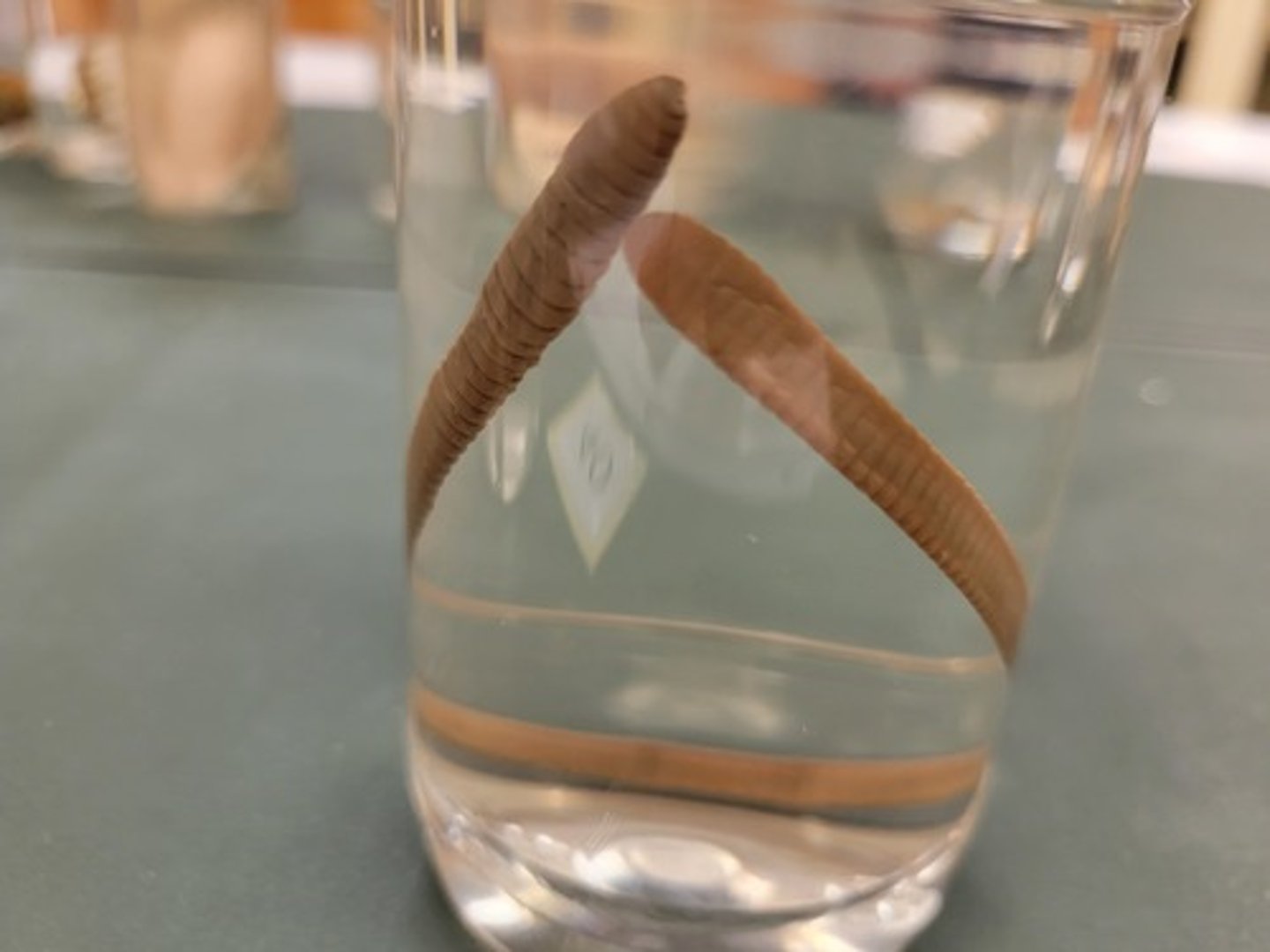 <p>Identify taxonomy</p>