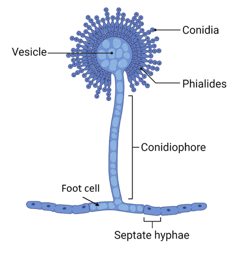 <p>this is the structure of what group of molds? </p>
