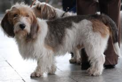 <p>Origin: France</p><p>Height: 13-15 in</p><p>Weight: 24-42 lbs</p><p>Life Span: 12-14 yrs</p><p>Type: Scent Hound</p>