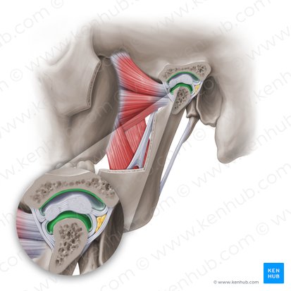 <p><span><span>the joint that connects the jawbone (mandible) to the skull (temporal bone), allowing for movement of the jaw during activities such as chewing and speaking</span></span></p>