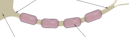 <p>A single long part called ____ that carries messages away from the Cyton</p>