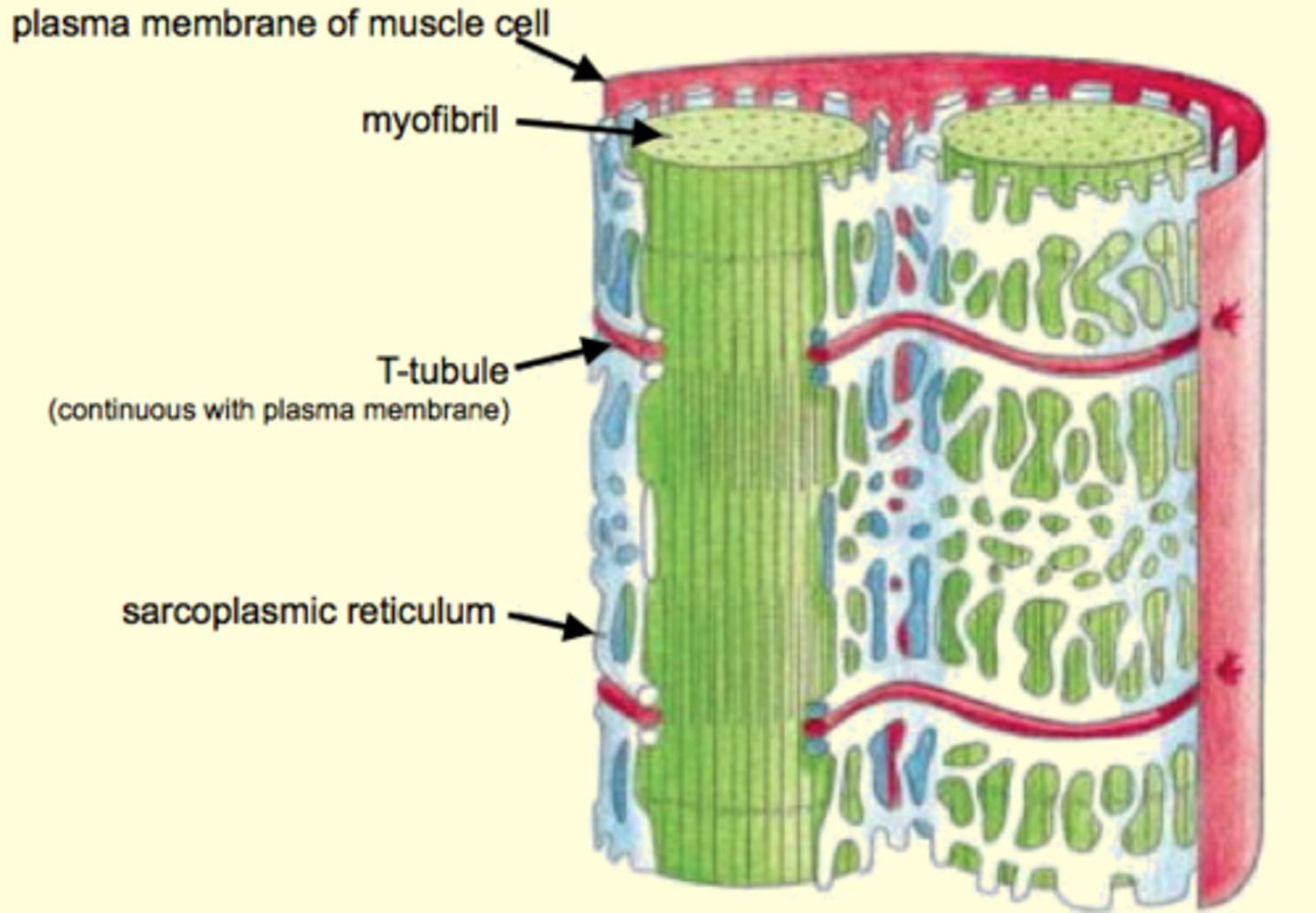 <p>myofibrils</p><p>Bring AP deep in the muscles cell</p><p>(opposite side of T-tubule)</p>