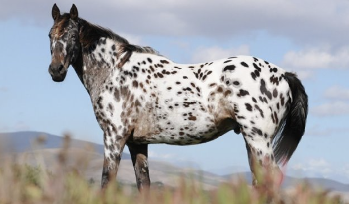 <ul><li><p>color breed famous in the US </p></li><li><p>name derives from the palouse river of idaho and washington </p></li><li><p>trustworthy, gentle, highly intelligent </p></li></ul><p></p><p></p>