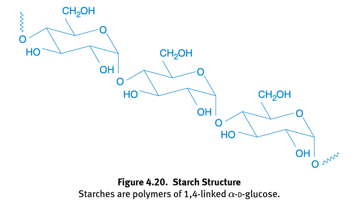 <p>Polysaccharides that are more digestible by humans because they are linked α-1,4 glycosidic bonds; Can be broken down by enzymes and used as a source of energy</p>