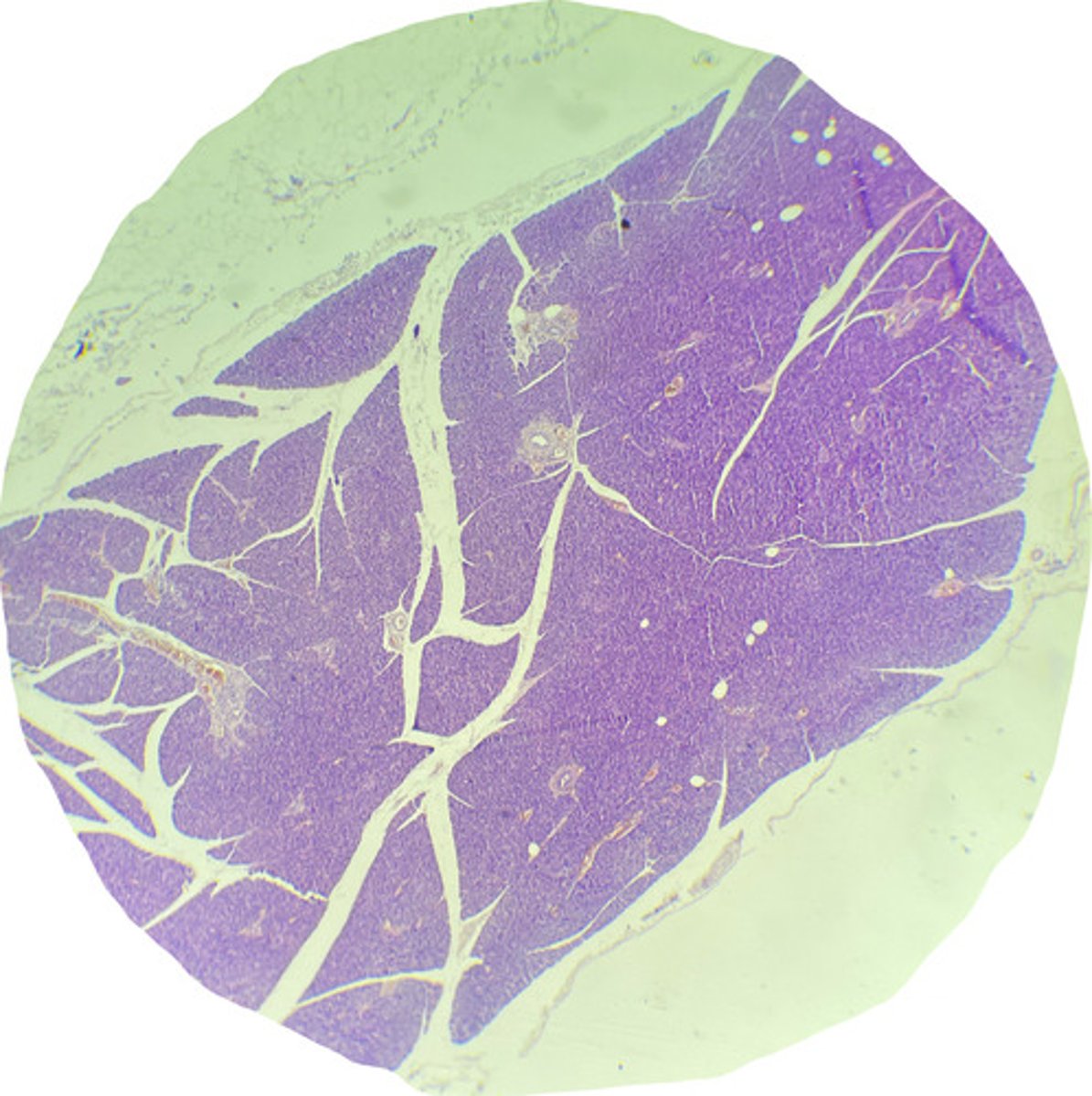 <p>what is this?</p>