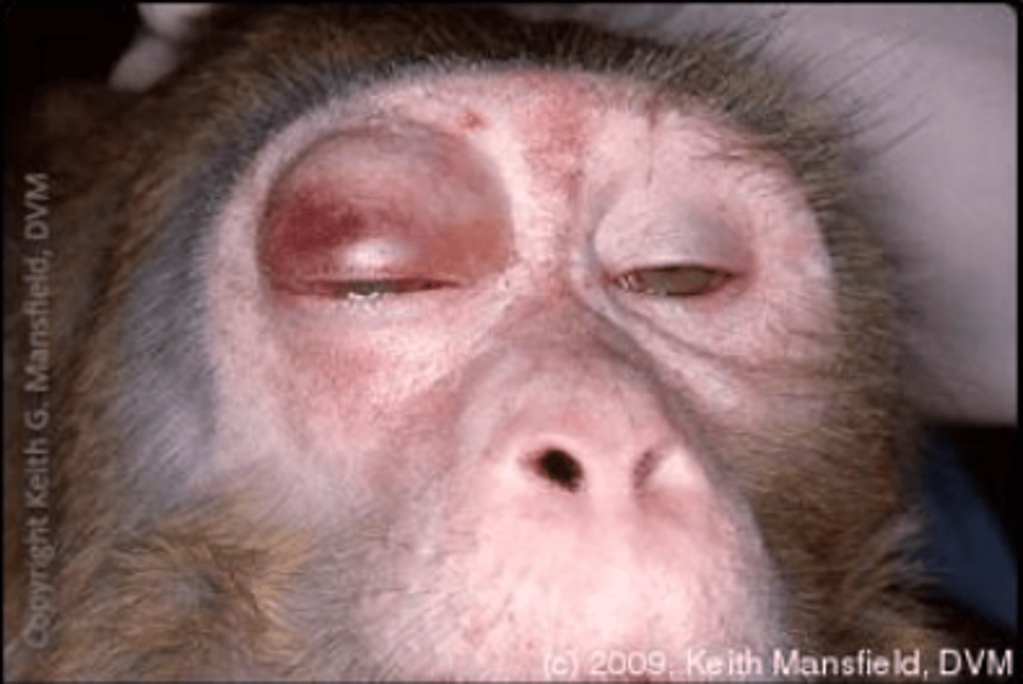 <p>Which facility biosafety level should be used for the experimentally infected animal in the image?</p><p>A. none</p><p>B. ABSL-1</p><p>C. ABSL-2</p><p>D. ABSL-3</p><p>E. ABSL-4</p>