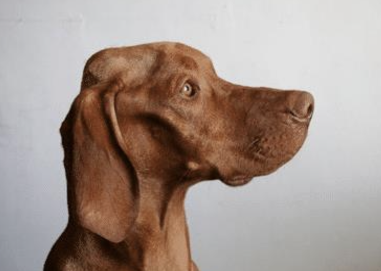 <p>MCQ: what describes the change in muscling on this dogs head?</p>