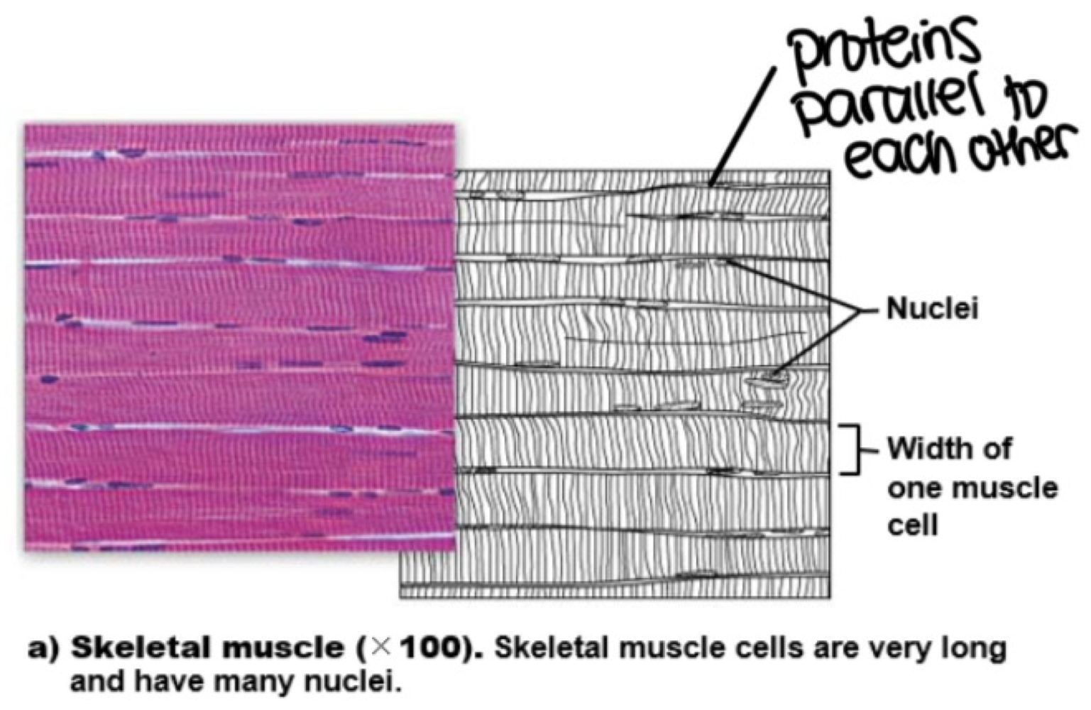 <p><span style="color: #83cd47"><strong>skeletal muscle </strong></span></p>