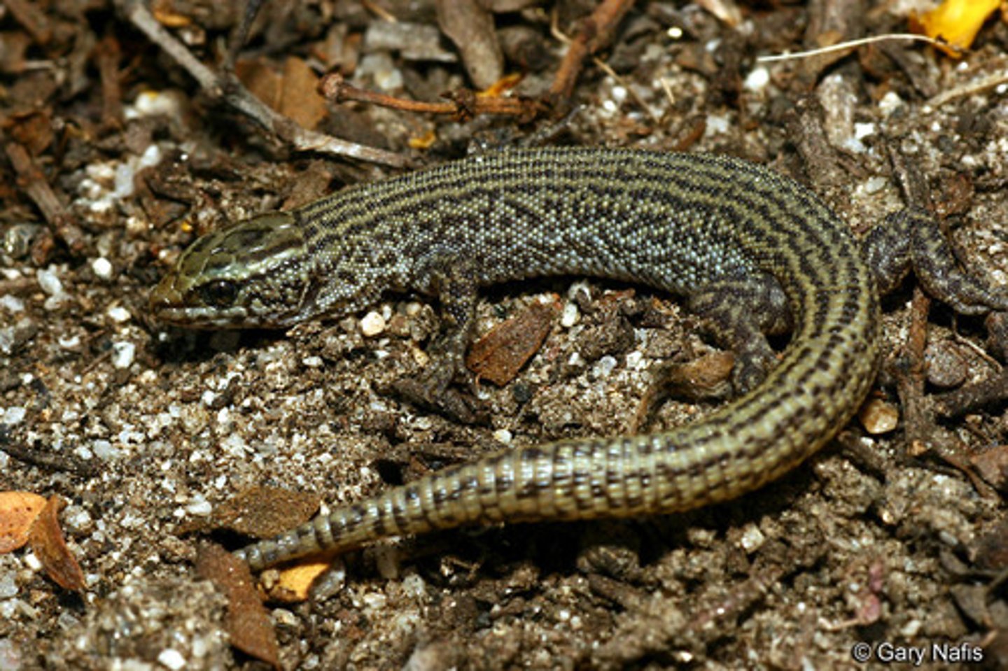 <p>Desert Night Lizard</p>