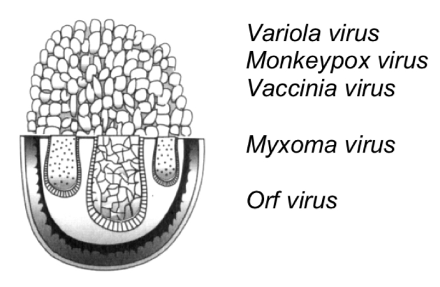 <p>-Complex capsid</p><p>-200×350nm</p><p>-Envelope</p><p>-Virion transcriptase&nbsp;</p><p></p><p>-Small pox (variola virus)</p><p>-Monkey pox (monkeypox)</p><p>-Vaccine against small pox (vaccinia virus)</p><p>-Myxomatosis in rabbits&nbsp; (myxoma virus)</p><p>-Contagious pustular dermatitis in sheep and goats (Orf virus)&nbsp;</p>