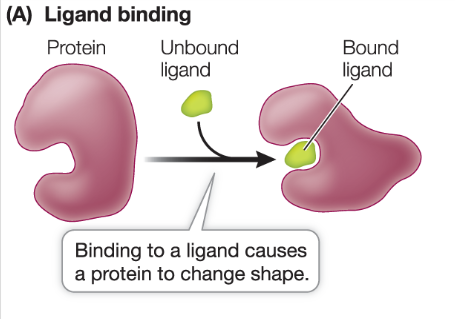 <ul><li><p>molecule or ion that binds to another molecule </p></li><li><p>ligand bonding is specific and can involve several weak bonds, making a strong interaction</p></li><li><p>binding can cause conformational change (change in shape), which affects the proteins function </p></li><li><p><mark data-color="yellow" style="background-color: yellow; color: inherit;">binding to a ligand changes receptor structure</mark> </p></li></ul><p></p>