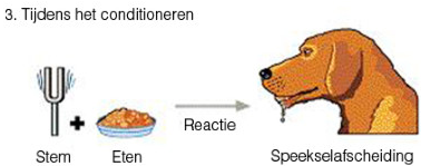 <p>Welke stimulus en reactie?</p>
