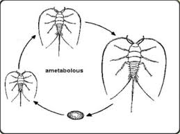 <p>Egg →young (<em>looks exactly like adult, but smaller</em>) → adult </p>