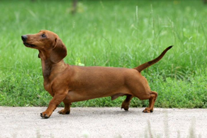 <p>- Hound group<br>- Bred to hunt badgers<br>- 3 types of hair coat: Smooth-haired (short), Long-haired, Wire-haired<br>- 2 sizes: Standard (16-32 lbs)<br>- Mini (&lt;11 lbs)<br>- Black, red, tan solid or combination</p>