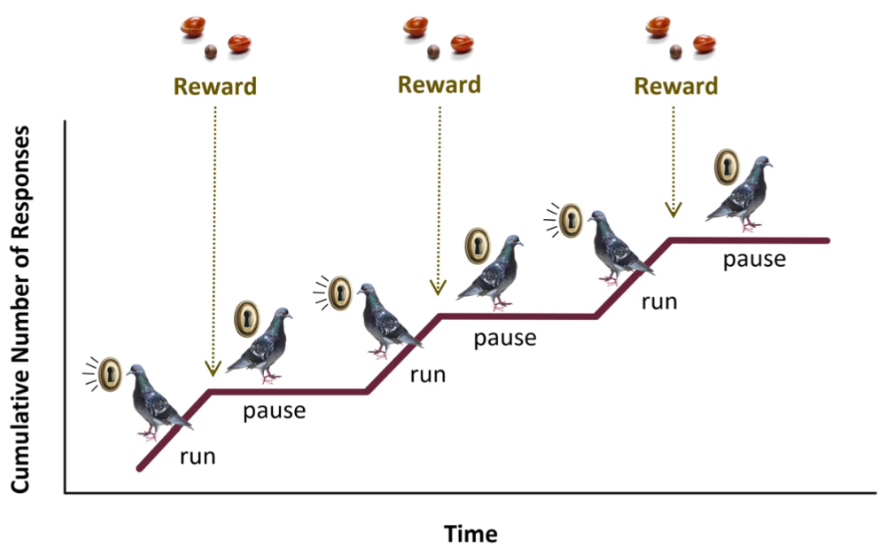 <p>Pause & Run </p><p>After reinforcement, participant will pause before resuming next run</p>