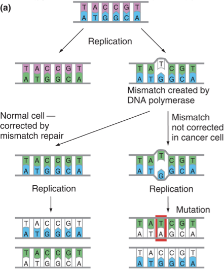 <p>Enzymatic systems that repair DNA damage or mistakes during replication are often defective.</p>