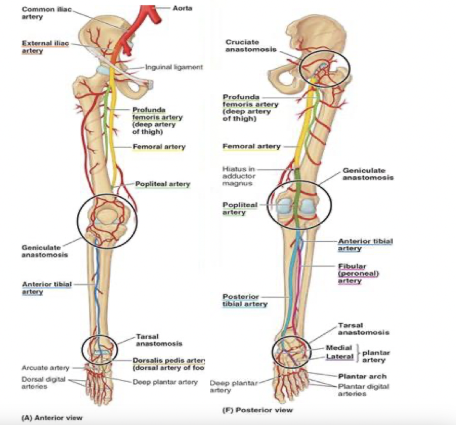 <ul><li><p>thigh</p><ul><li><p>femoral artery through the adductor canal —&gt; out the adductor hiatus and adductor magnus —&gt; to the back of the knee, where it becomes the popliteal artery</p><ul><li><p>popliteal artery passes the popliteal fossa and then divides into anterior and posterior tibial arteries</p></li></ul></li></ul></li><li><p>in the anterior lower leg:</p><ul><li><p>anterior tibial artery</p></li><li><p>in the foot, continues as dorsalis pedis artery</p></li></ul></li><li><p>in the posterior lower leg:</p><ul><li><p>posterior tibial artery</p></li><li><p>posterior to medial malleolus: becomes medial and lateral plantar arteries</p></li></ul></li></ul><p></p>