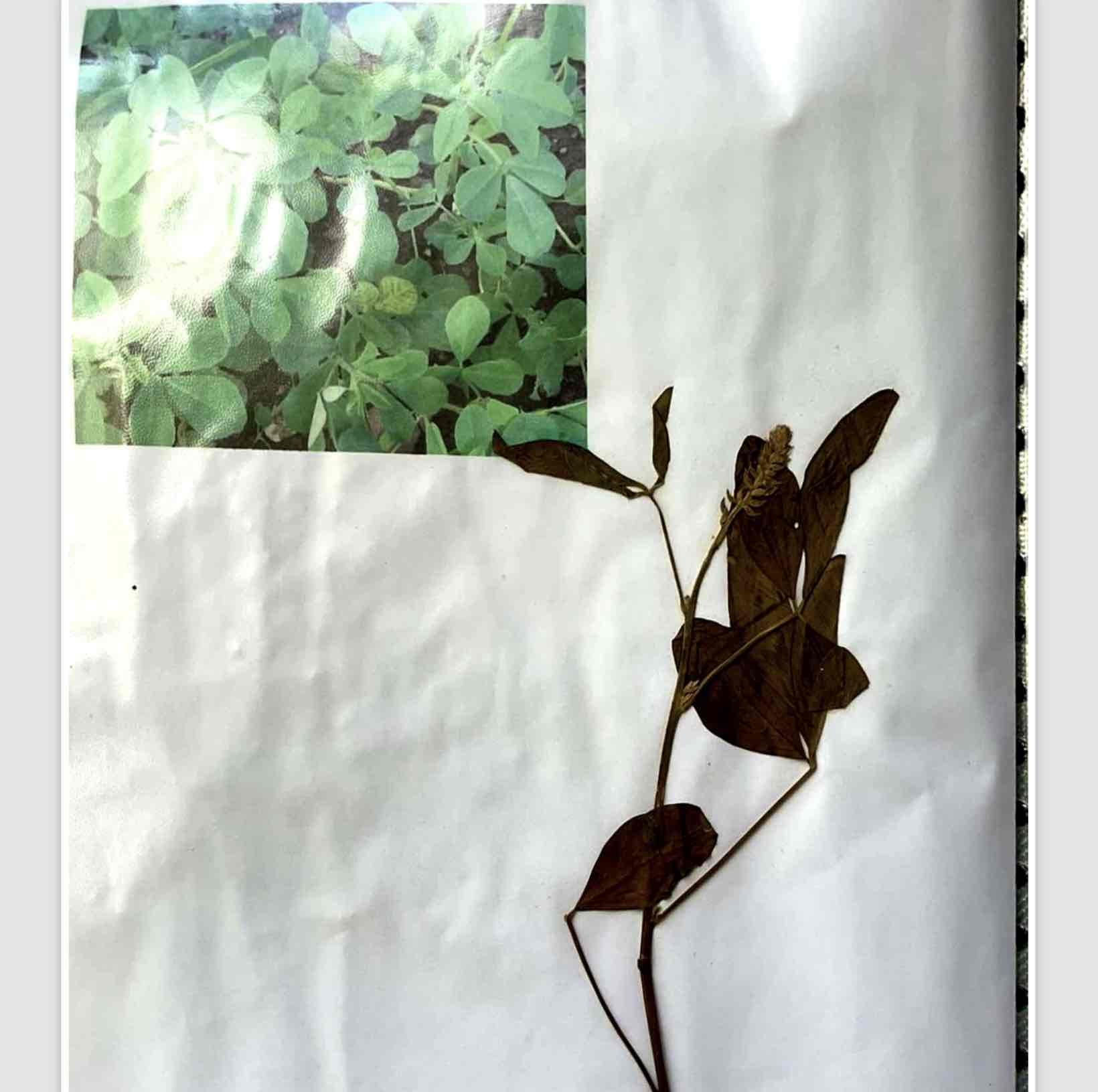 term image
