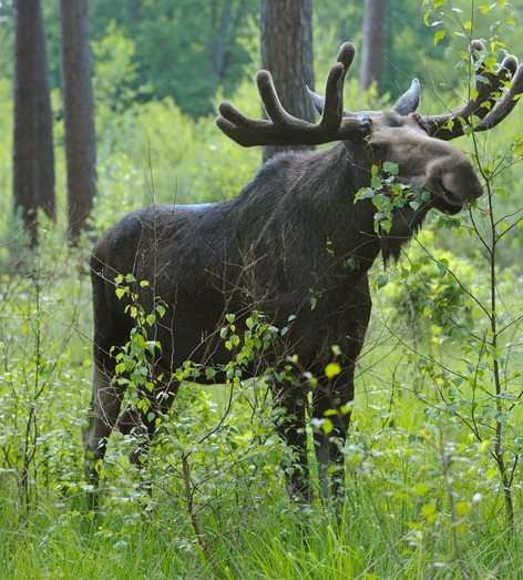 <p>zařaď živočicha do systému</p><p>Třída - řád - čeleď - druh čeština (latina)</p>