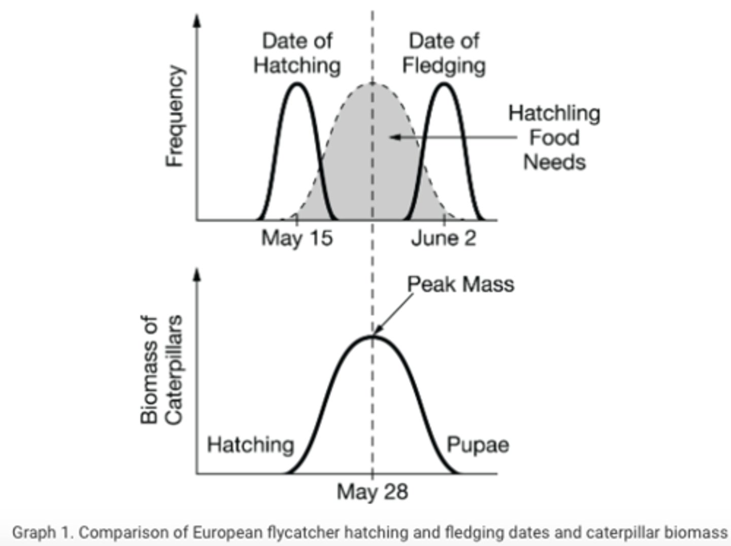 <p><span>European flycatchers feed caterpillars to their hatchlings. Graph 1 shows the average dates of hatching and fledging (leaving the nest), and the biomass of the caterpillars between early May (when flycatcher young hatch) and June (when fledging of young occurs).</span></p><p><span>Based on the data, scientists claim that the reproductive behavior of European flycatchers is influenced by the availability of energy sources. Which of the following statements best justifies this claim?</span></p>