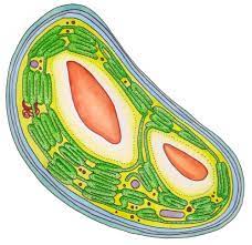 <p>Function of Chloroplast </p>