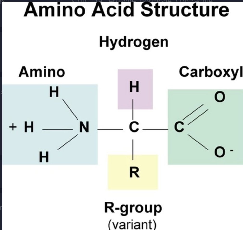 <p>an amino group, a carboxylic acid, and a R group (varies for each amino acid</p>