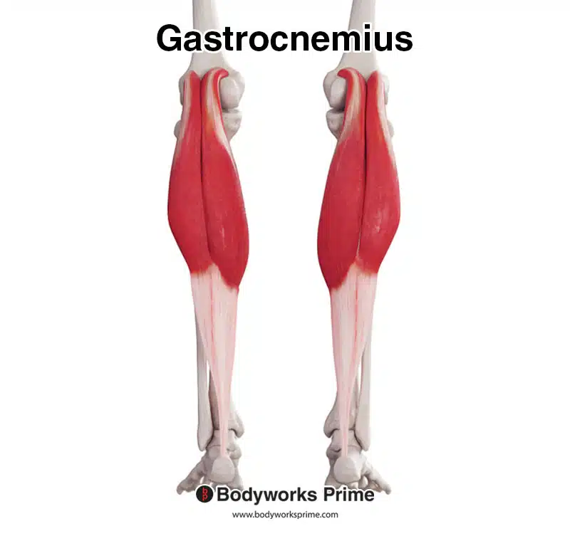 <p>     Gastrocnemius</p>