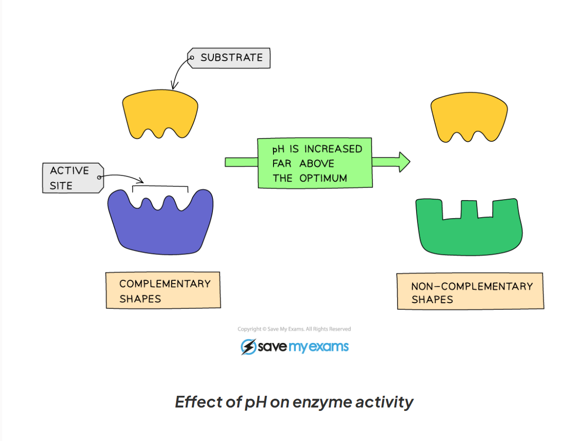 <p>-The <strong>optimum pH</strong> for most human enzymes is <strong>pH</strong> <strong>7</strong></p><ul><li><p>Some enzymes that are produced in<strong> acidic conditions</strong>, such as the <strong>stomach</strong>, have a <strong>lower optimum pH (pH 2)</strong></p></li><li><p>Some that are produced in <strong>alkaline conditions</strong>, such as the <strong>duodenum</strong>, have a <strong>higher optimum pH (pH 8 or 9)</strong></p></li></ul><p>-If the pH is far too above or far too below the optimum, the bonds that hold the amino acid chain together to make up the protein an be broken</p><p>-this will change the shape of the active site, so the substrate can no longer fit, reducing the rate of activity</p><p>-moving too far away form the optimum can cause the enzymes to denature and the reaction is it catalysing will stop.</p>