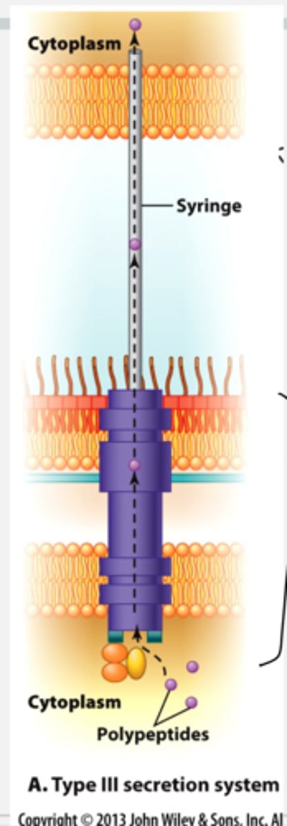 <p>- this is a sec pathway independent system</p><p>- in type III, proteins (toxins) are exported directly from the cytoplasm of the bacterial cell and injected directly into the host cytoplasm</p><p>- polypeptides (toxins) enter and the syringe like structure injects them into the cytoplasm of the host</p><p>- it has a transport barrel that spans both the cell membrane and the outer membrane. in addition to transporter that crosses the bacterial membrane, there is the syringe itself that will extend through the extracellular space and will insert through the cell membrane into the cytoplasm of another cell (usually its host like eukaryotes)</p><p>- so any proteins synthesized in the cytoplasm can travel through protein channel all the way into cytoplasm of eukaryotic cells = never come in contact with the periplasmic or extracellular space.</p>