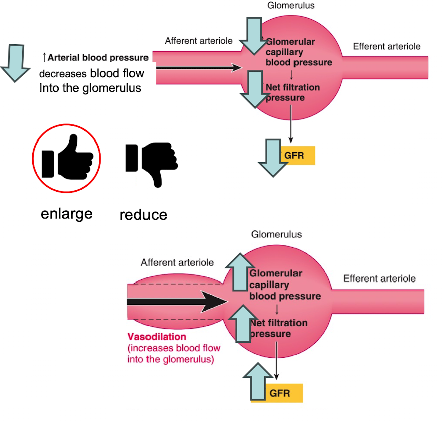 <p>enlarge due to vasodilation (increases blood flow into the glomerulus)</p>