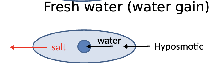 <p>Freshwater environments are hyposmotic, gain water and lose salt to the environment</p>