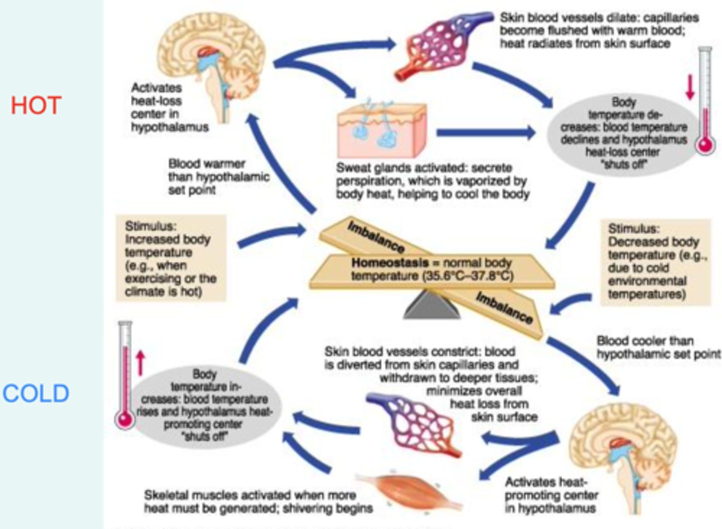 <p>the brain sends signals to the muscle cells to induce heat generation (thermogenesis) which stimulates shivering and sends signals for blood vessels to constrict (vasoconstriction) which decreases heat exchange between the body and environment. These return body temperature to its homeostatic range and removes the stimulus for heat generation and retention.</p>