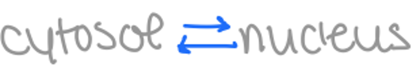 <p>movement of proteins into and out of the nucleus</p>