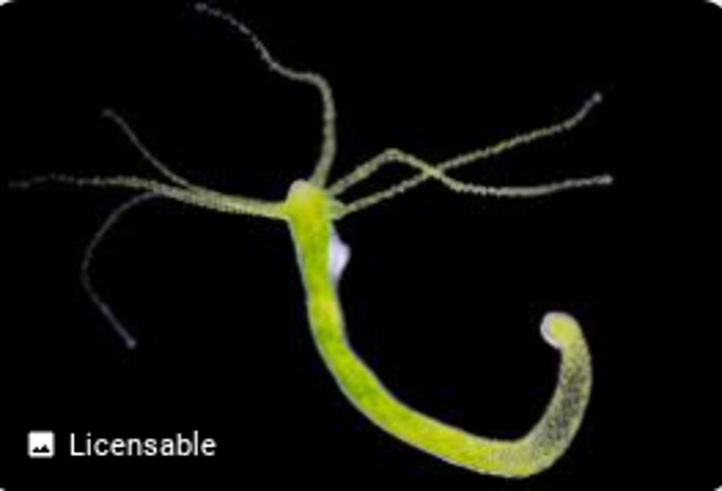 <p>A tiny freshwater animal related to jellyfish.</p>