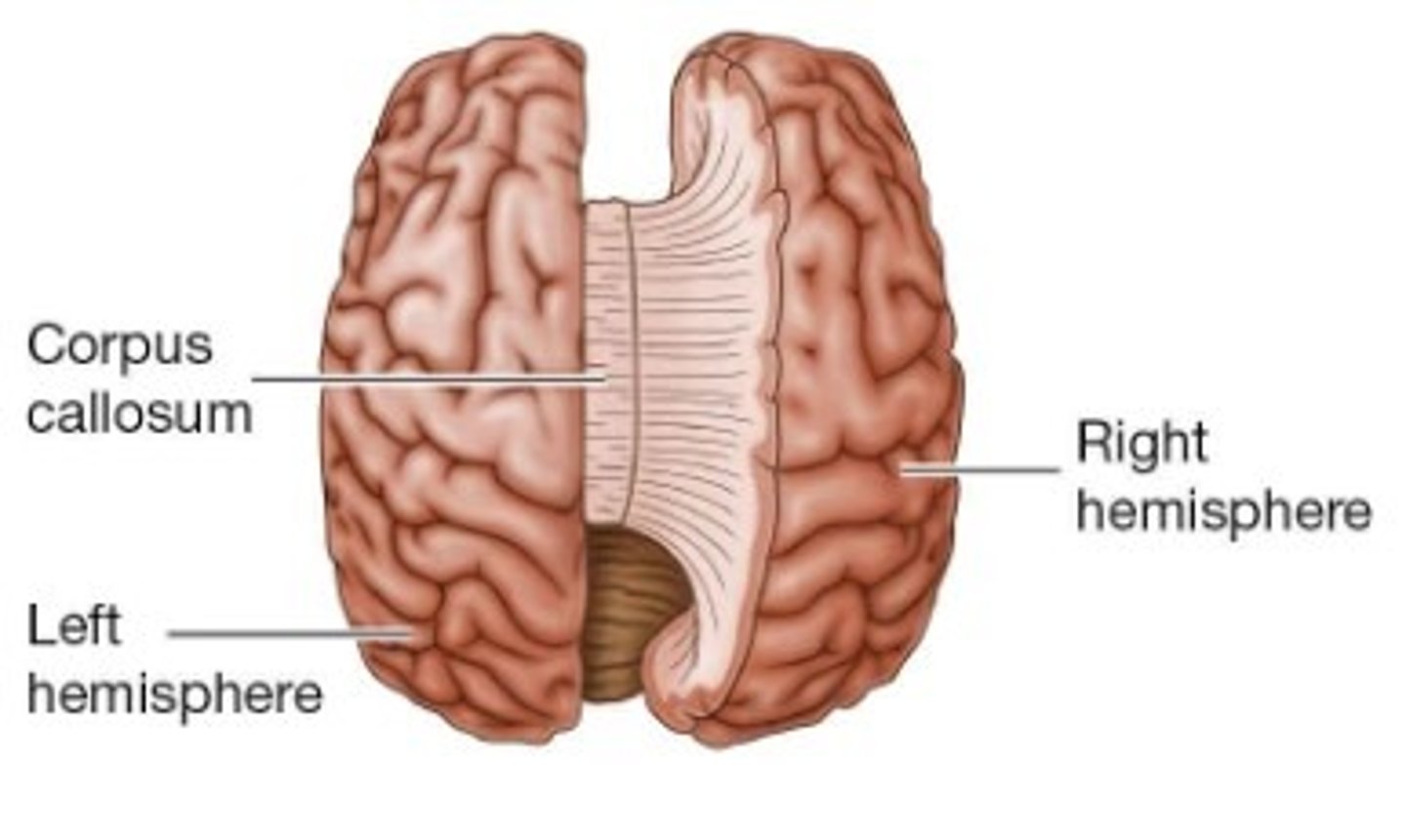 <p>hemispheres are connected by a structure called the corpus callosum.</p><p>This massive bridge consists of millions of axons. It lets information flow between the left and the right hemispheres</p>
