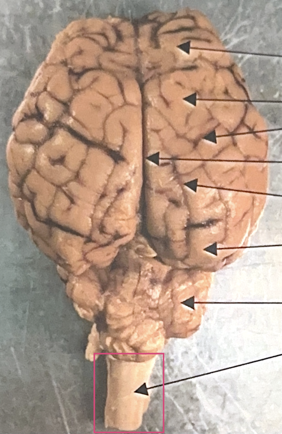 <p>What is this highlighted figure?</p>