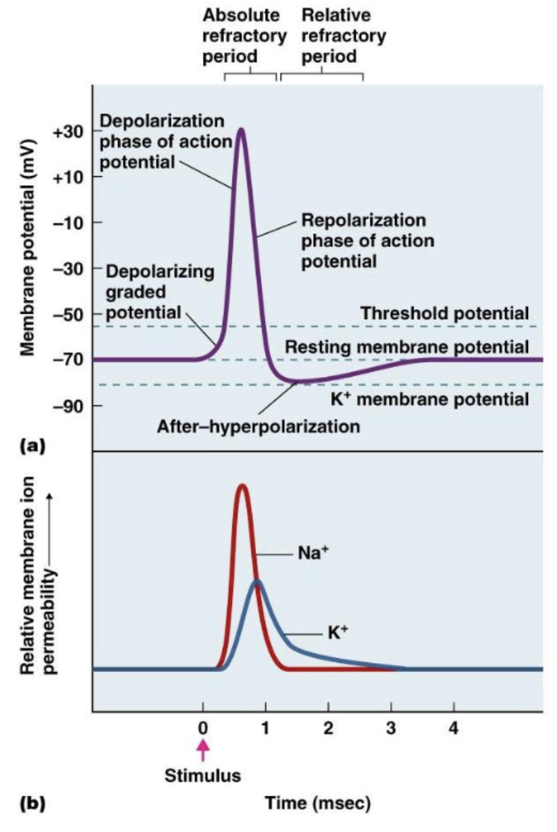 <p>resting membrane potential (produced by Na+/K+ pumps and maintained by leaky channels) —&gt; summation (either spatial or temporal) - graded potentials due to some stimuli (neurotransmitter) —&gt; threshold reached (voltage-gated Na+ channels open both inactivation and activation gates open) —&gt; depolarization —&gt; before top voltage reached, K+ channels opens then Na+ channels close (inactivation gate) (both are open at same time for a short period) —&gt; top voltage reached —&gt; repolarization (inactivation gate is closed of Na+ voltage gated channel and K+ voltage-gated channel is open)—&gt;  inactivation gate opens after absolute refractory period and K+ still open (relative refractory period) —&gt; afterhyperpolarization (return to resting membrane potential due to Na+/K+ pumps and Na+ and K+ leaky channels)</p><p></p>